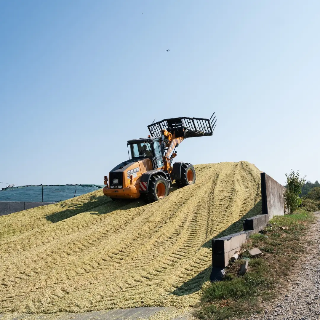 CASE Radlader bei der Arbeit auf einem Silagehaufen in der Landwirtschaft. Die Maschine verteilt das Erntegut und sorgt für eine gleichmäßige Verdichtung zur Vorbereitung der Silage. Ideal für landwirtschaftliche Arbeiten und das Handling von Erntematerialien. Perfekter Einsatz für effiziente Feldarbeit in der Region Neustadt an der Aisch.